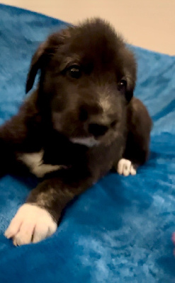 CHIOT 1
