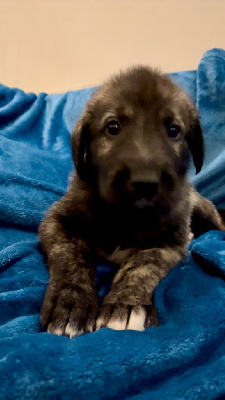 CHIOT 3