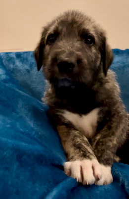 CHIOT 2