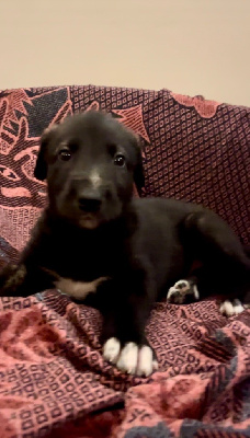 CHIOT 7