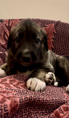 CHIOT 6