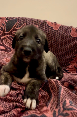 CHIOT 8